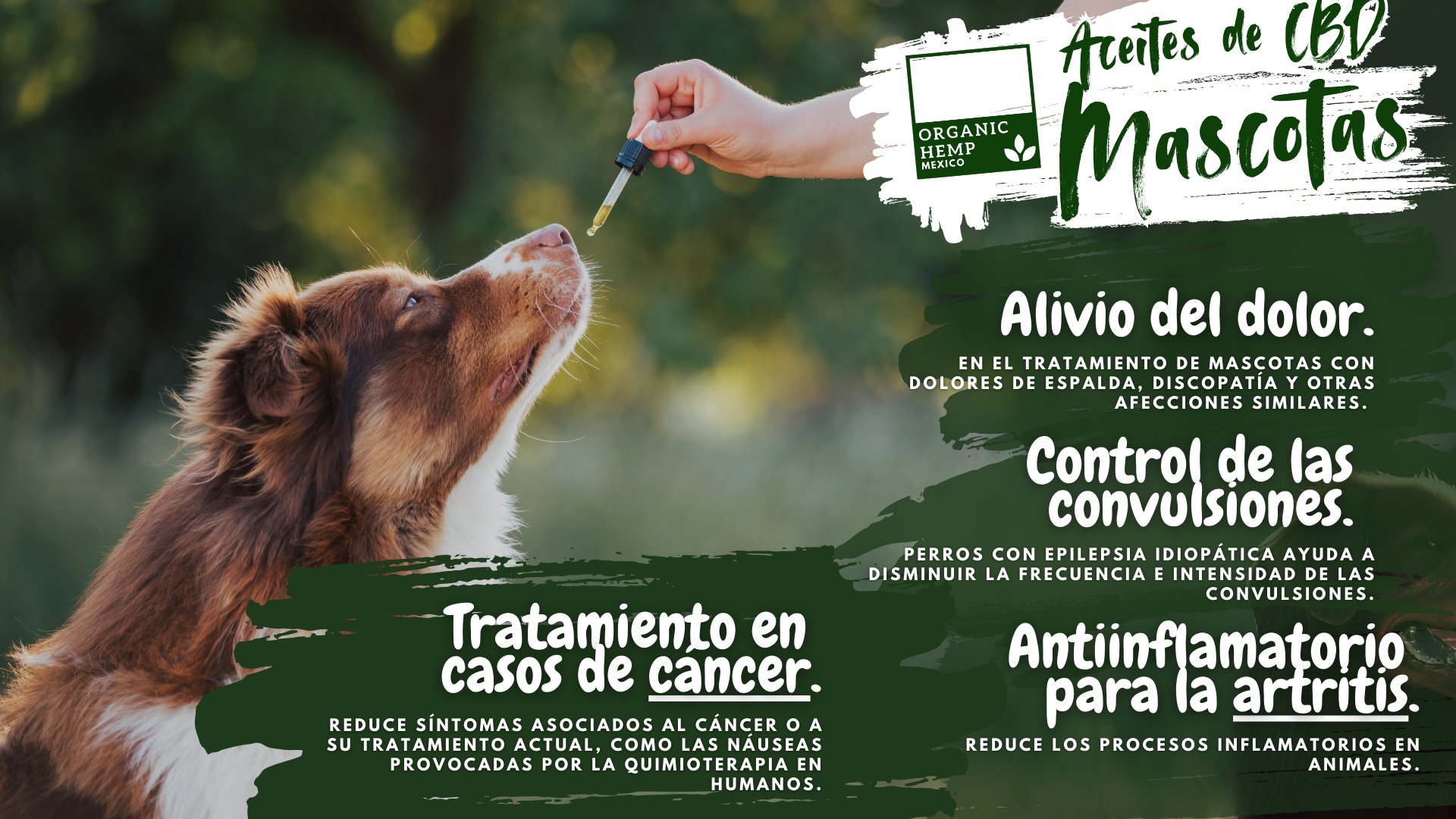 productos de cbd para mascotas - organic hemp mexico